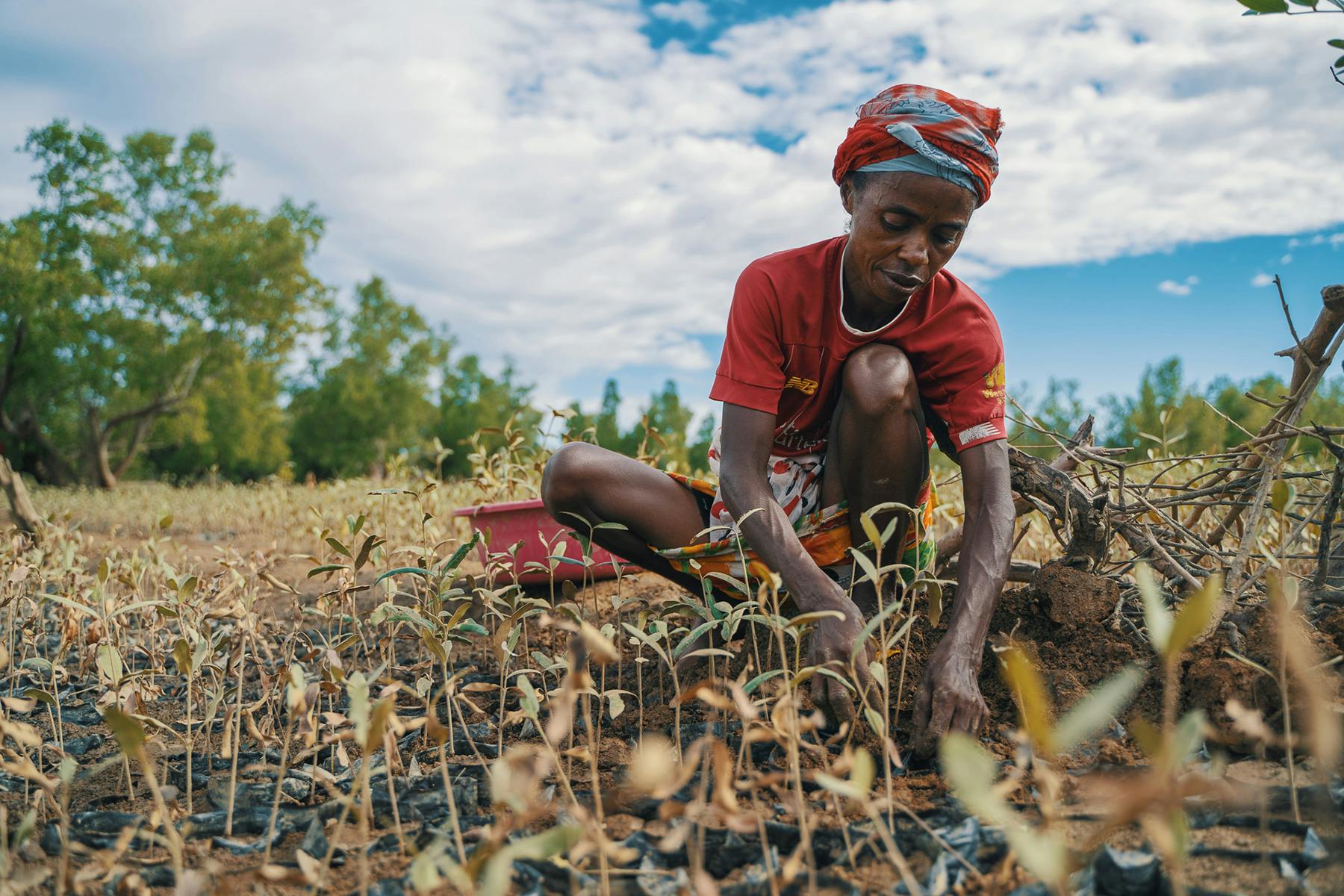 Malgasi woman restorating mangroves