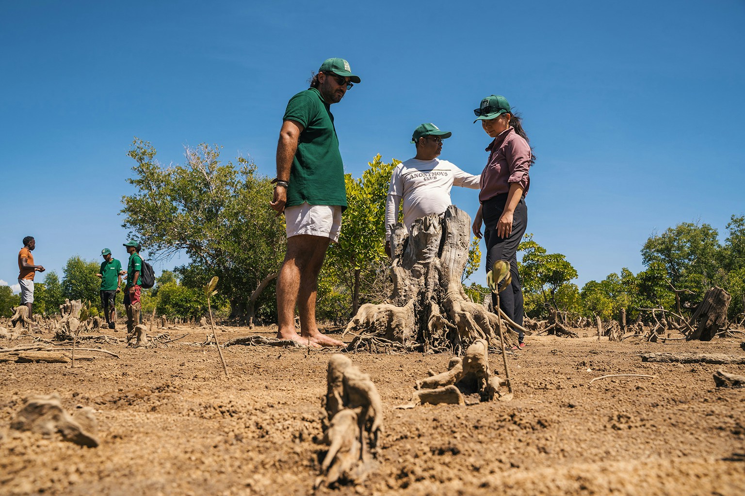 Restoring mangroves on degraded area