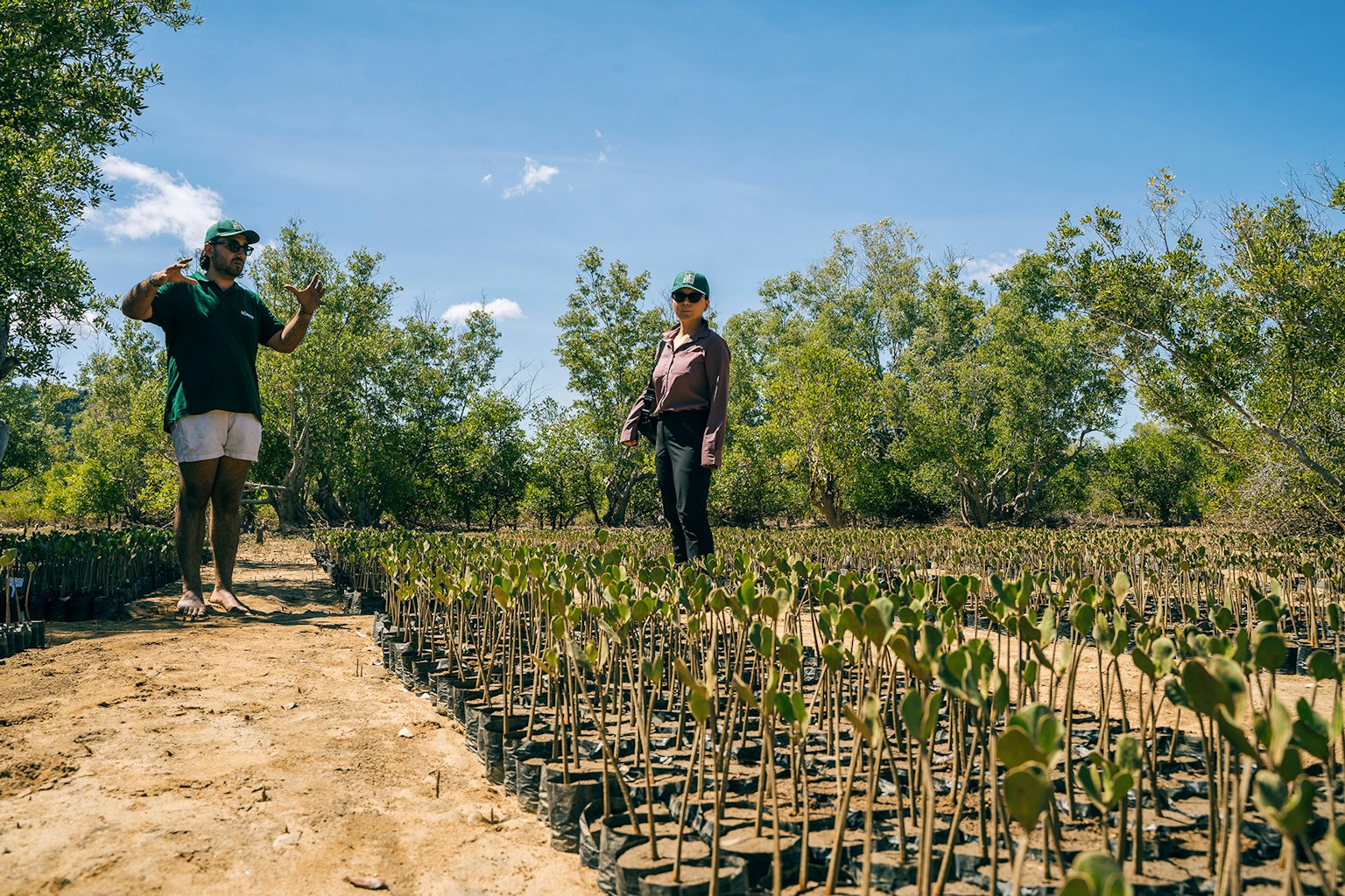 Malgasi mangroves nursery