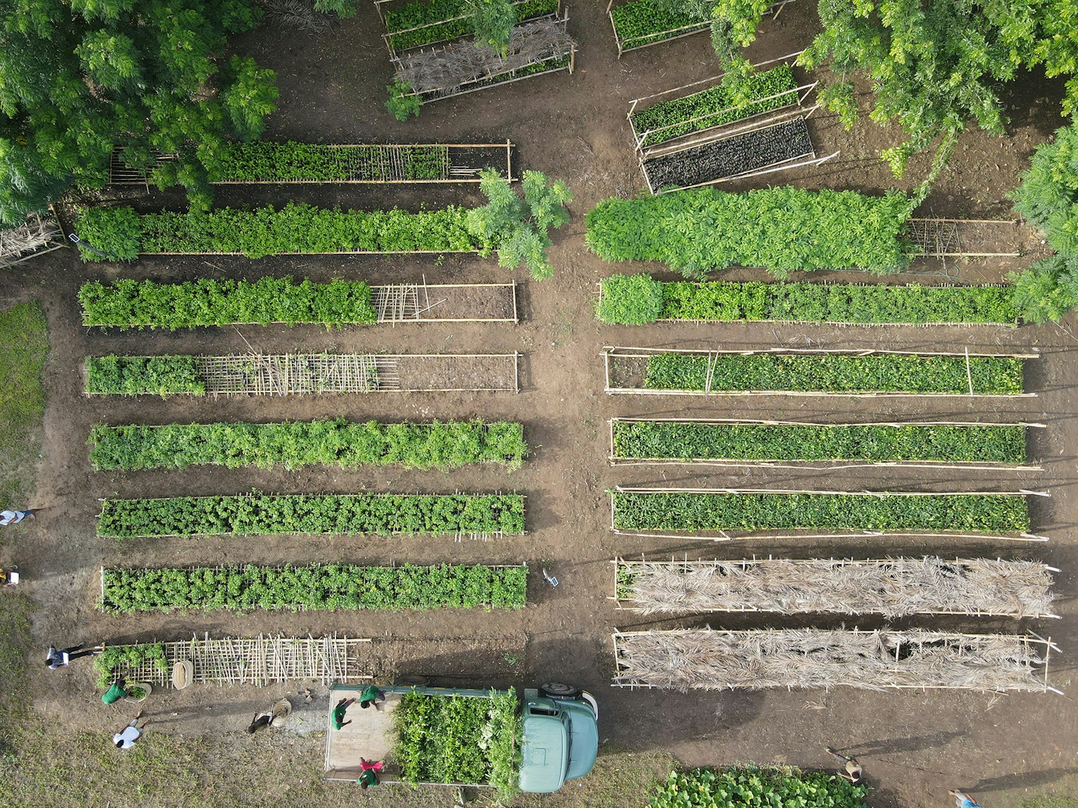 Malgasi mangroves nursery