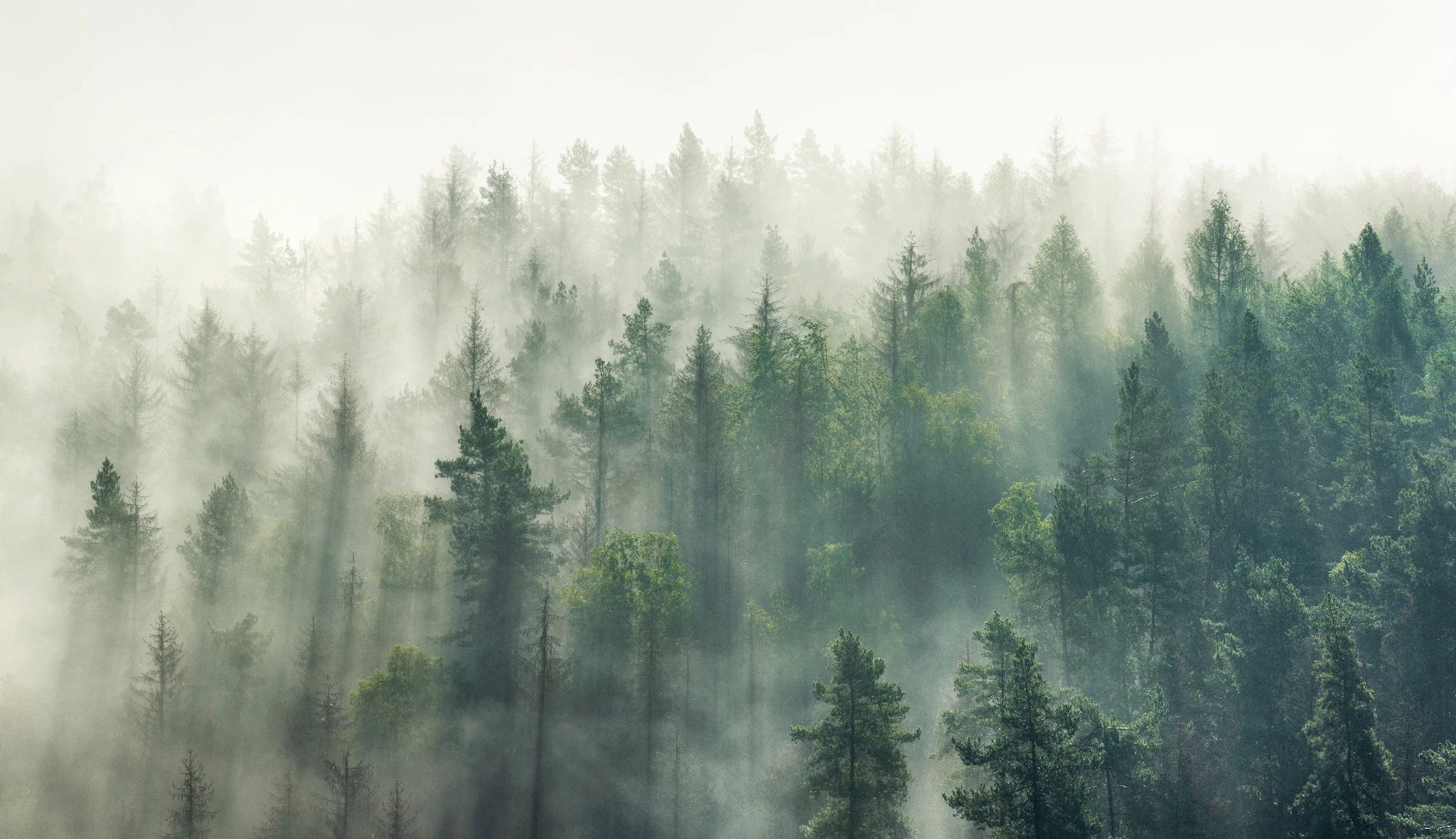 Corporate Investments in Forests and Biodiversity