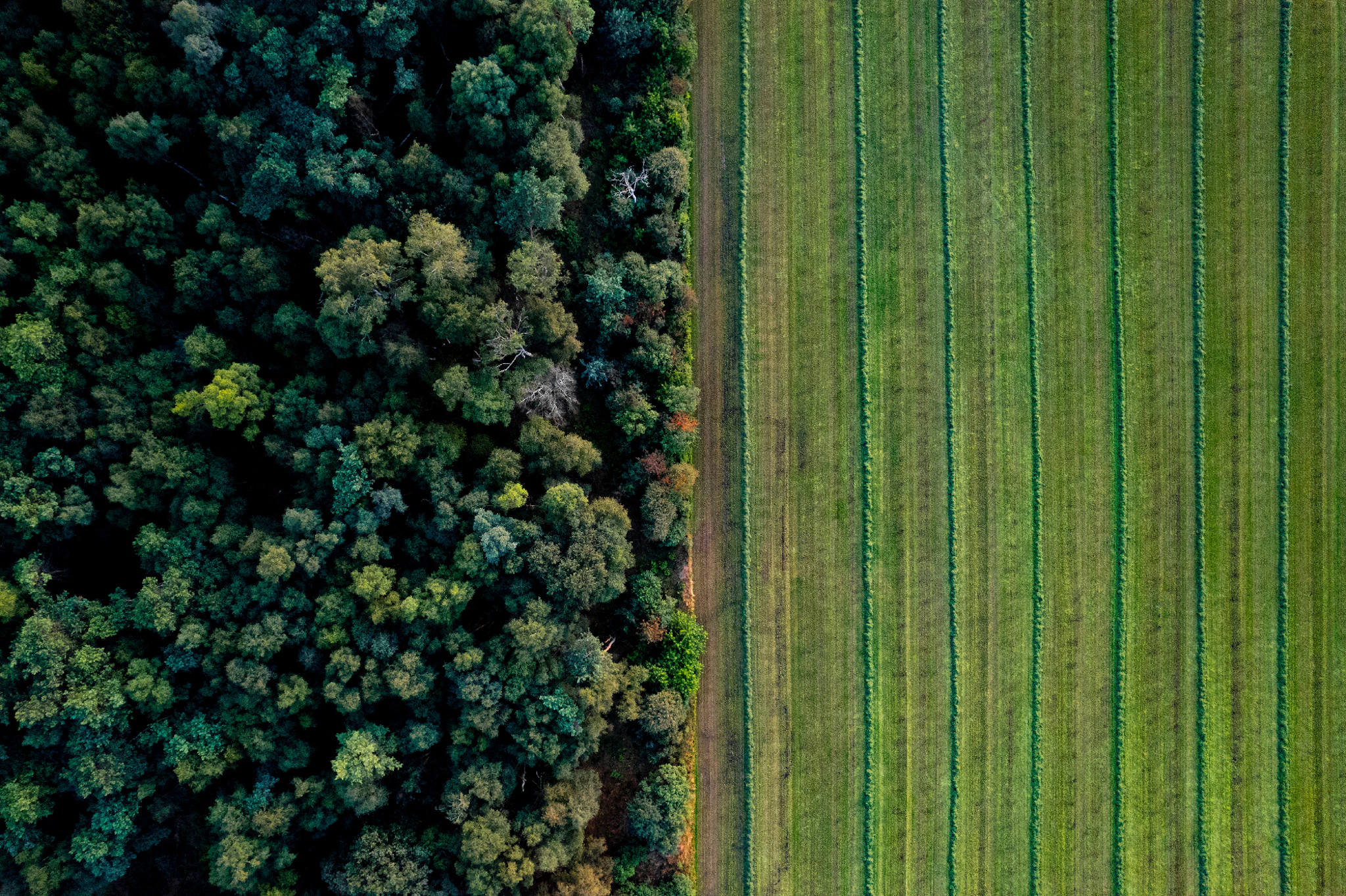 The ‘Risk & Capacities’ guidelines is used to assess performance risks related to nondelivery
or reversal of greenhouse gas benefits and other SDG Impacts from
Agriculture and Forestry activities.