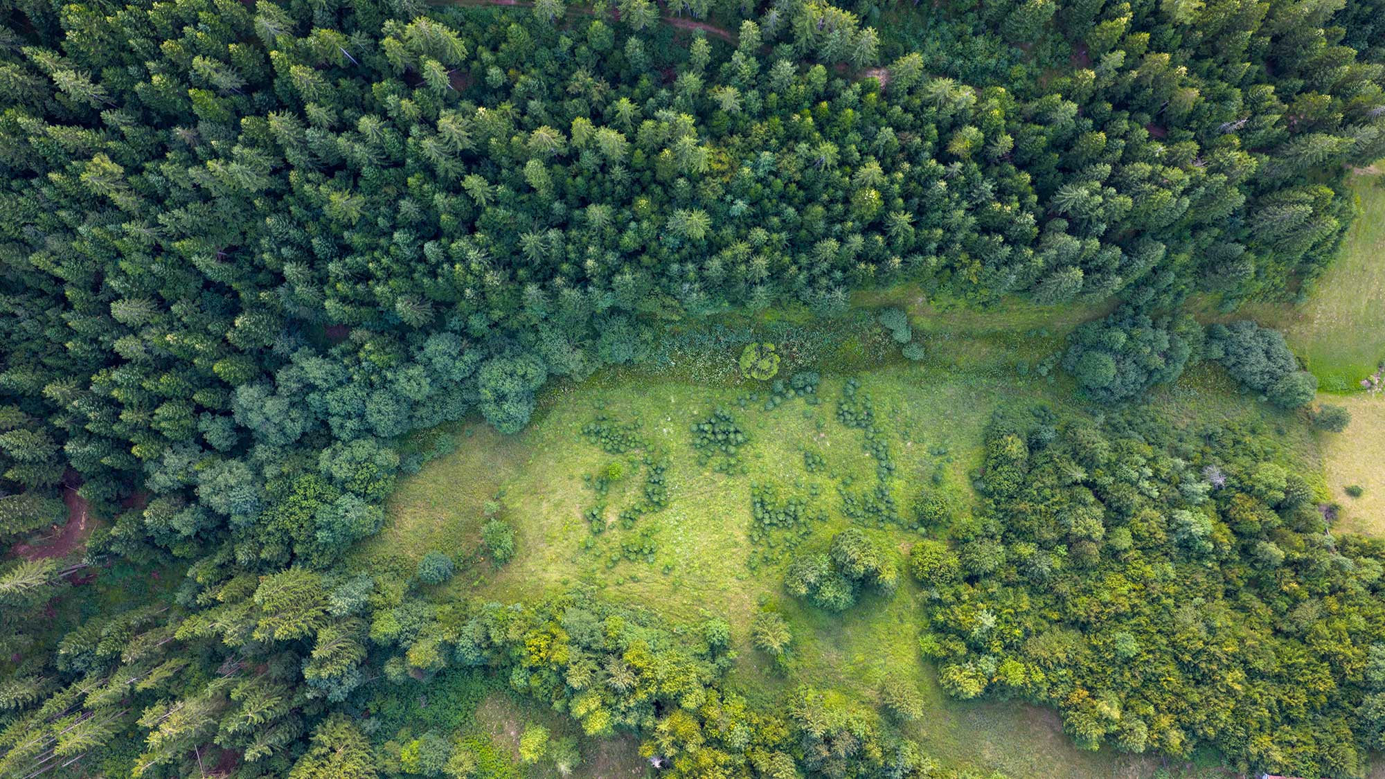 STARR-OpEd-Carbon-Pulse-Cover