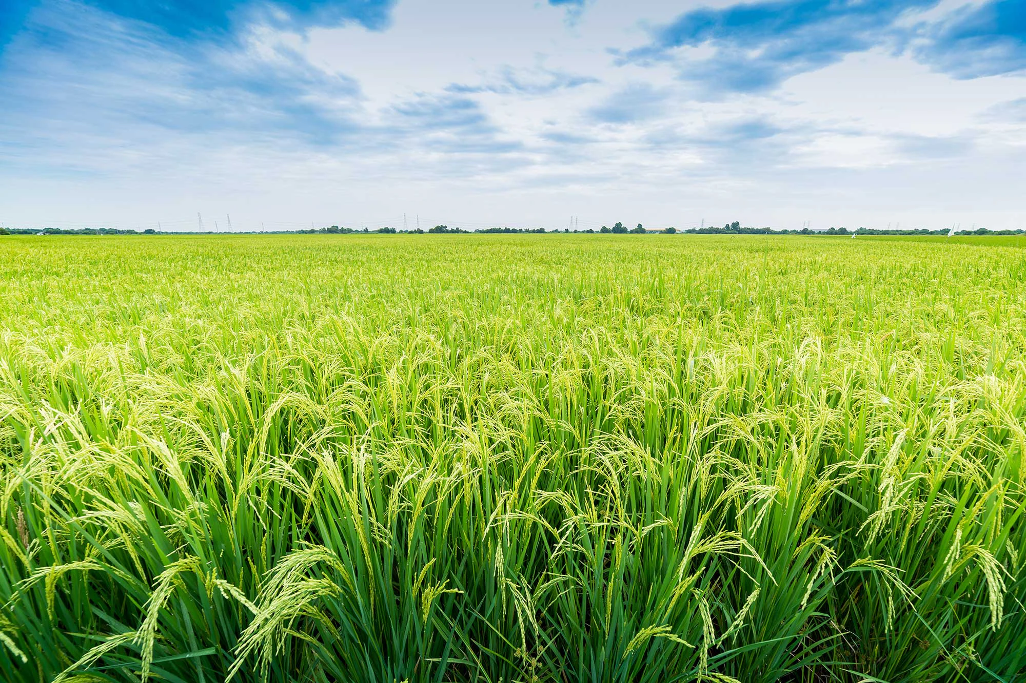 While oil and gas stalls, rice farmers are already cutting methane ...