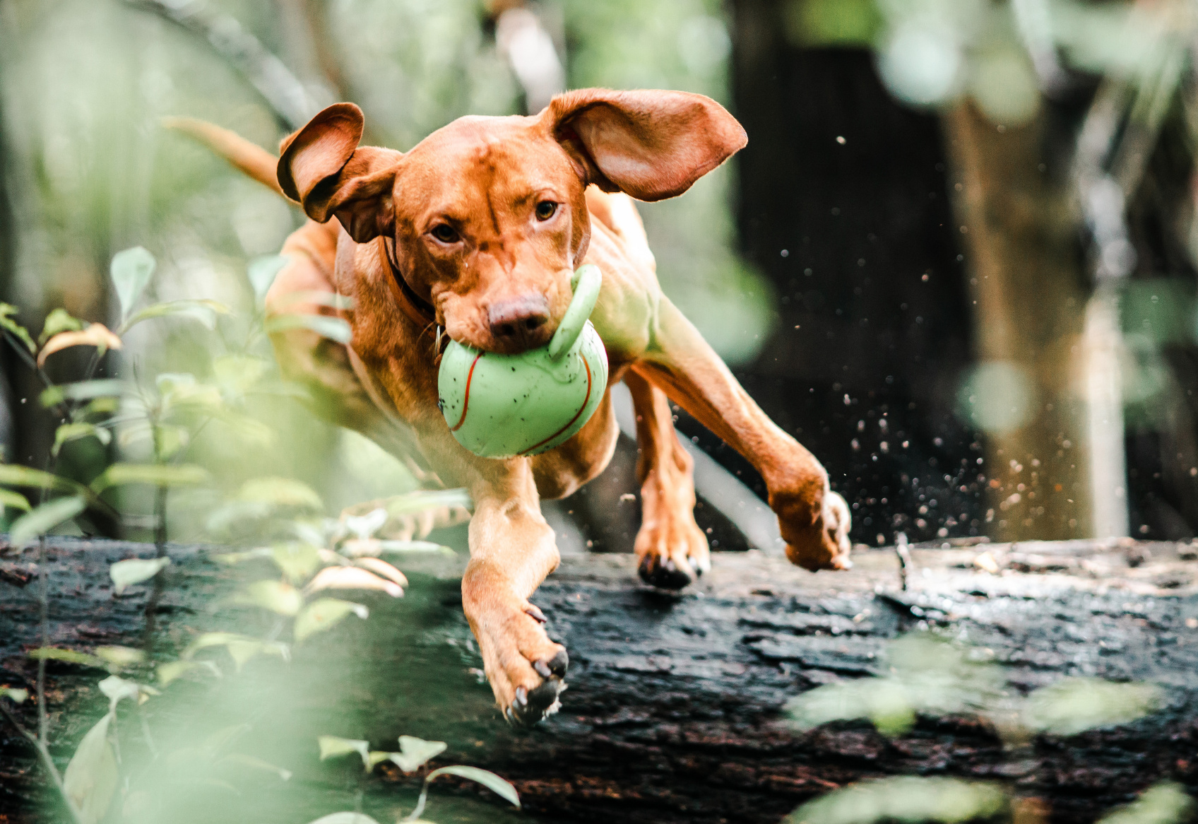 Dog playing with ball 