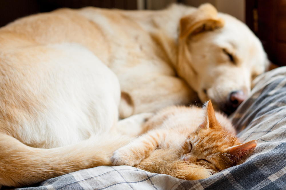 cat snuggling with dog best friend