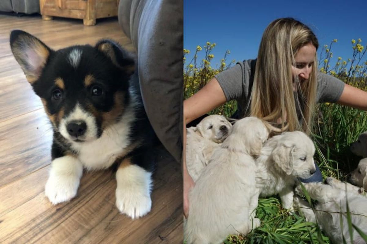 split photo with puppy staring at camera on left side, breeder with a litter of puppies in a field on right side