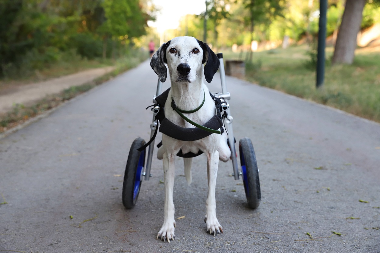 A dog in a wheelchair