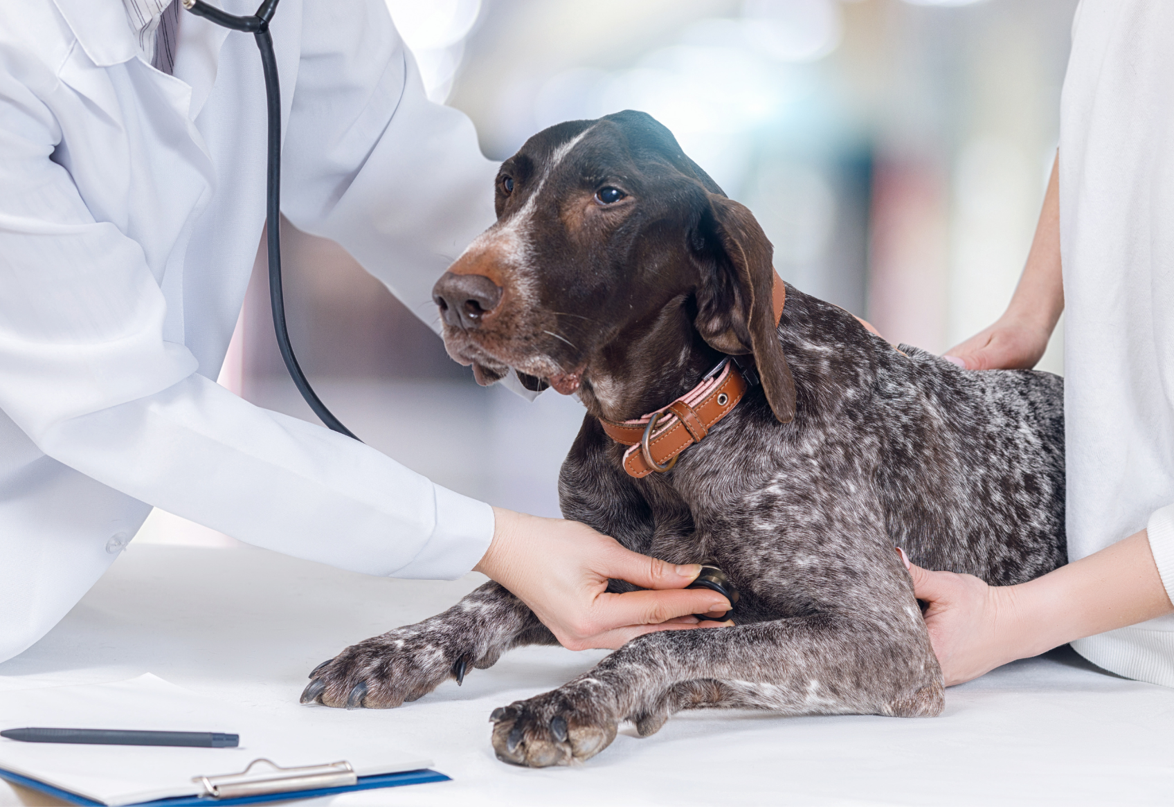 Dog with veterinarian