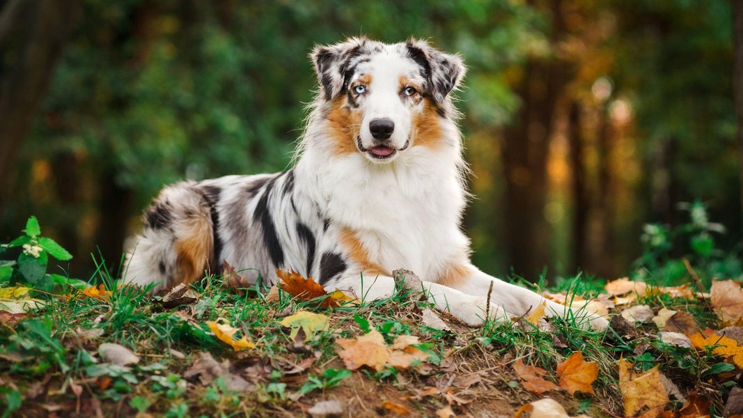 dog with merle coat lying in grass surrounded by leaves