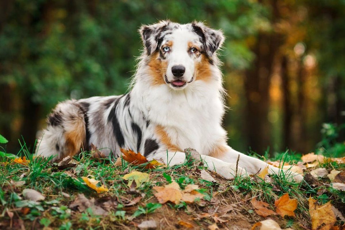 dog with merle coat lying in grass surrounded by leaves