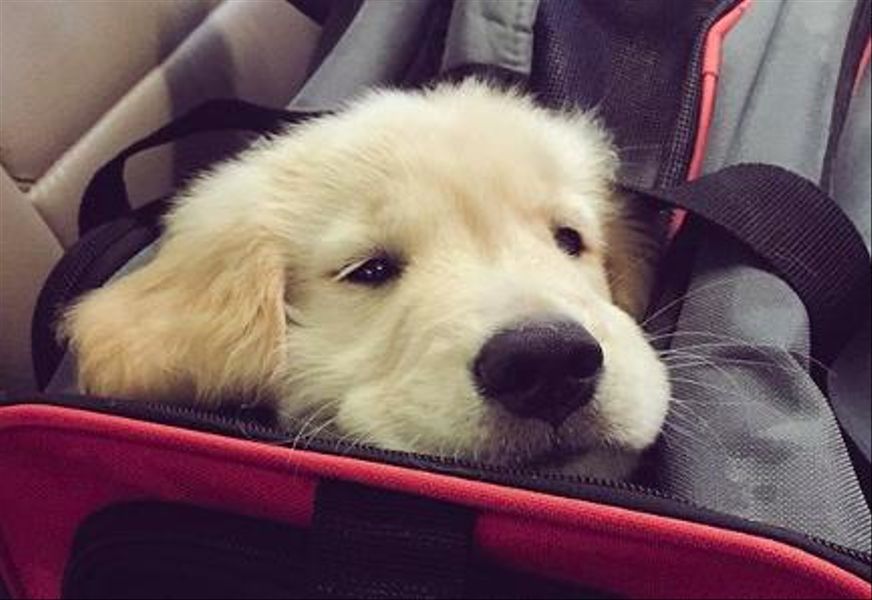 dog popping its head out of a carrier bag
