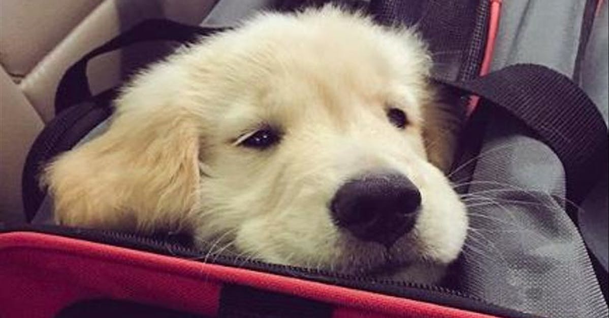 dog popping its head out of a carrier bag