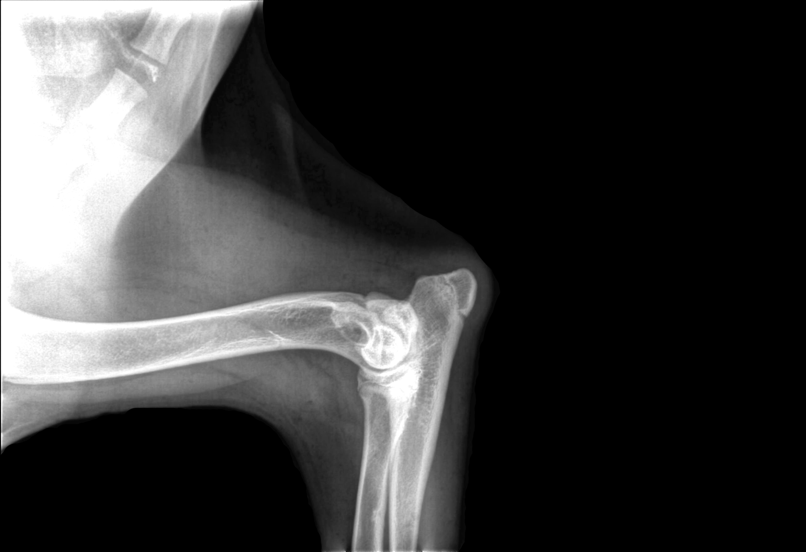 x-ray of a dog's elbow