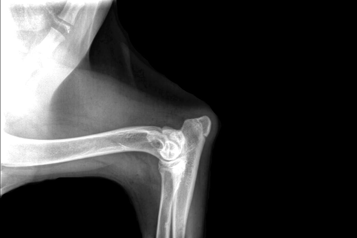 An x-ray of a dog's elbow