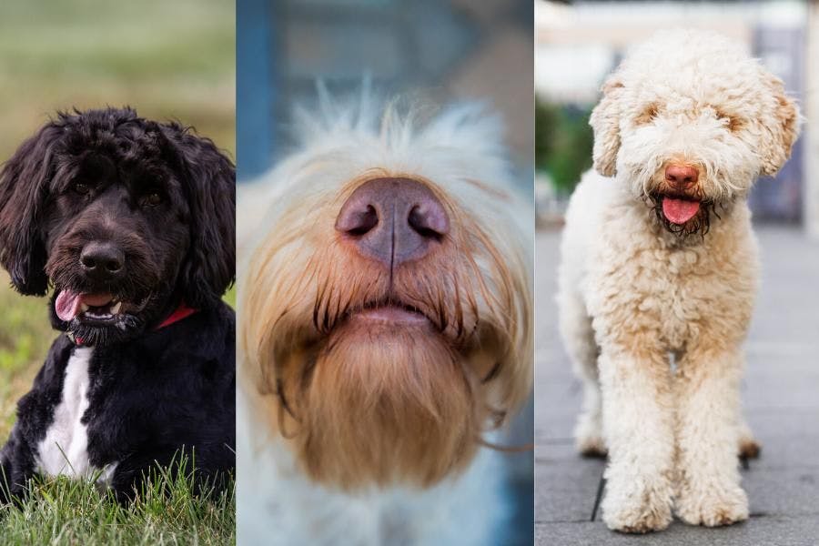 left dog lying in grass with tongue out, middle dog close up of snout, the right dog standing forward with tongue out