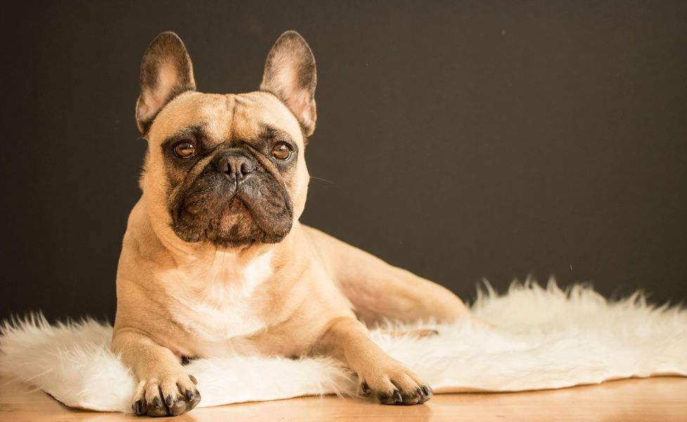 french bulldog lying on a textured rug starting forward
