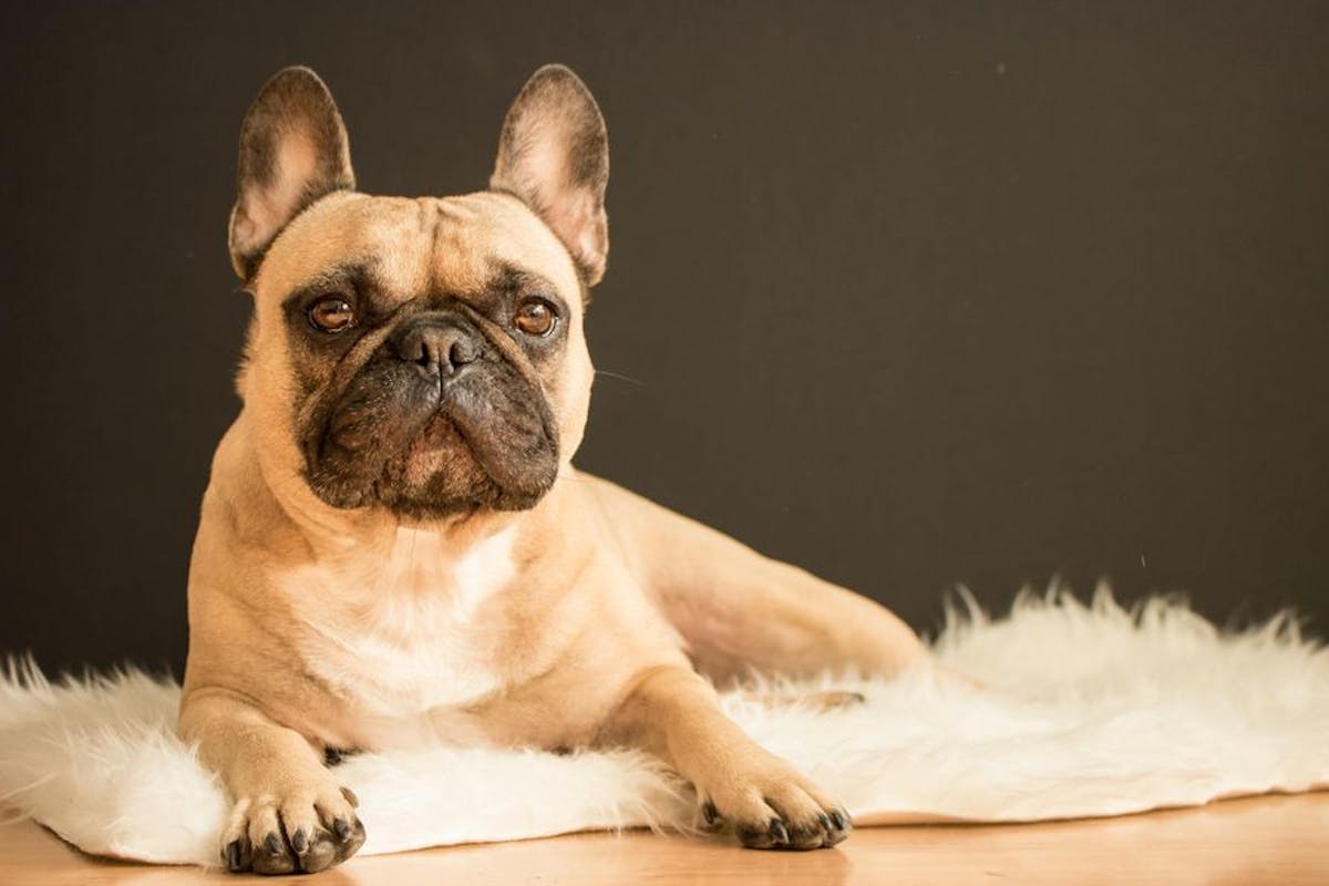 french bulldog lying on a textured rug starting forward