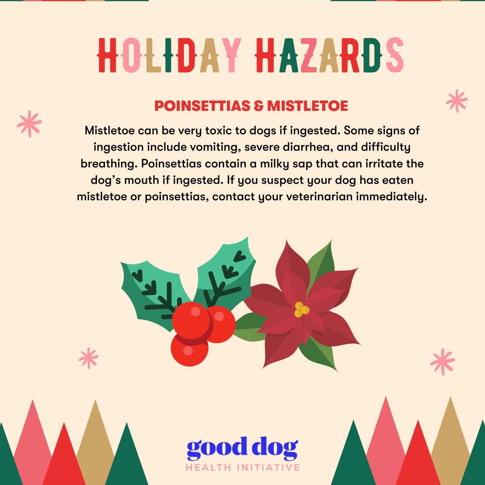 Holiday Hazards: Poinsettias and mistletoe