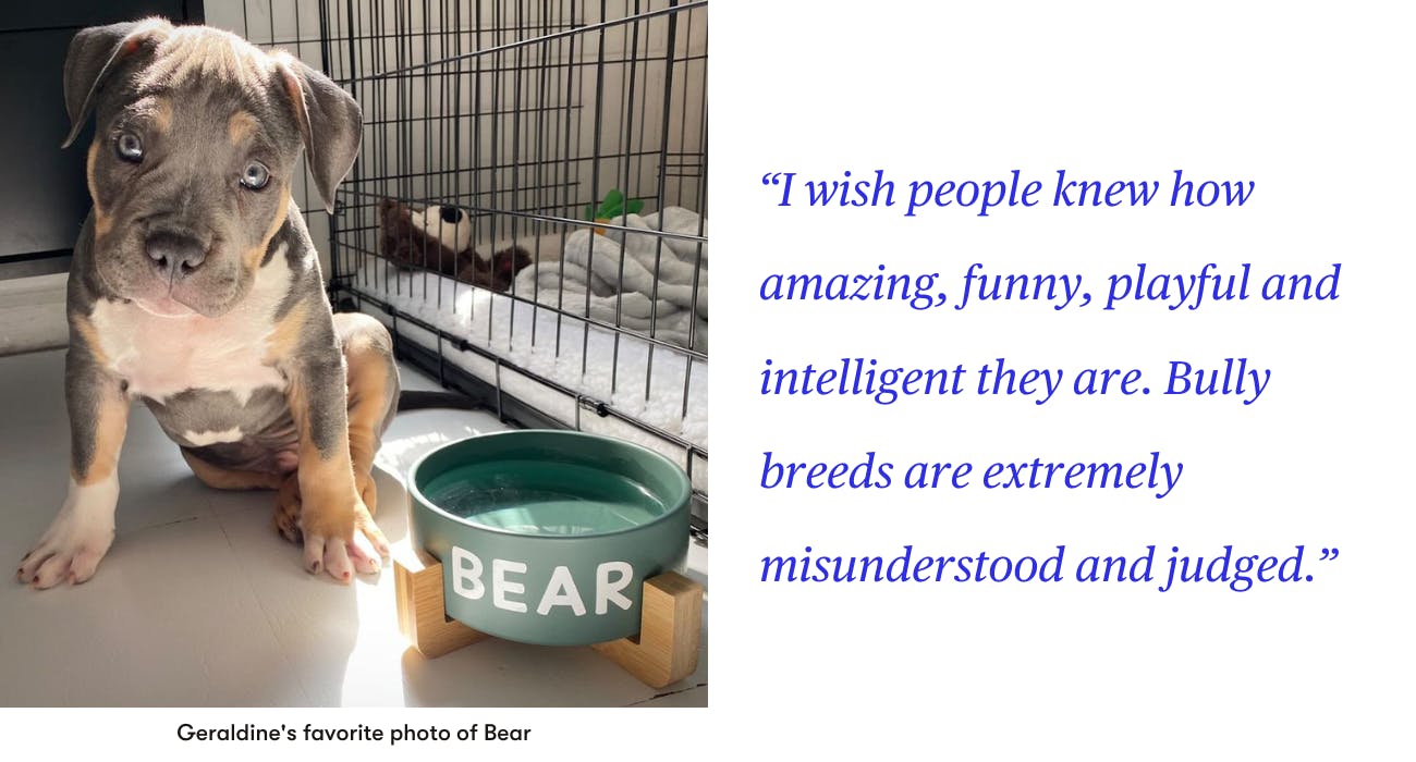 bully pit bull puppy bear good dog