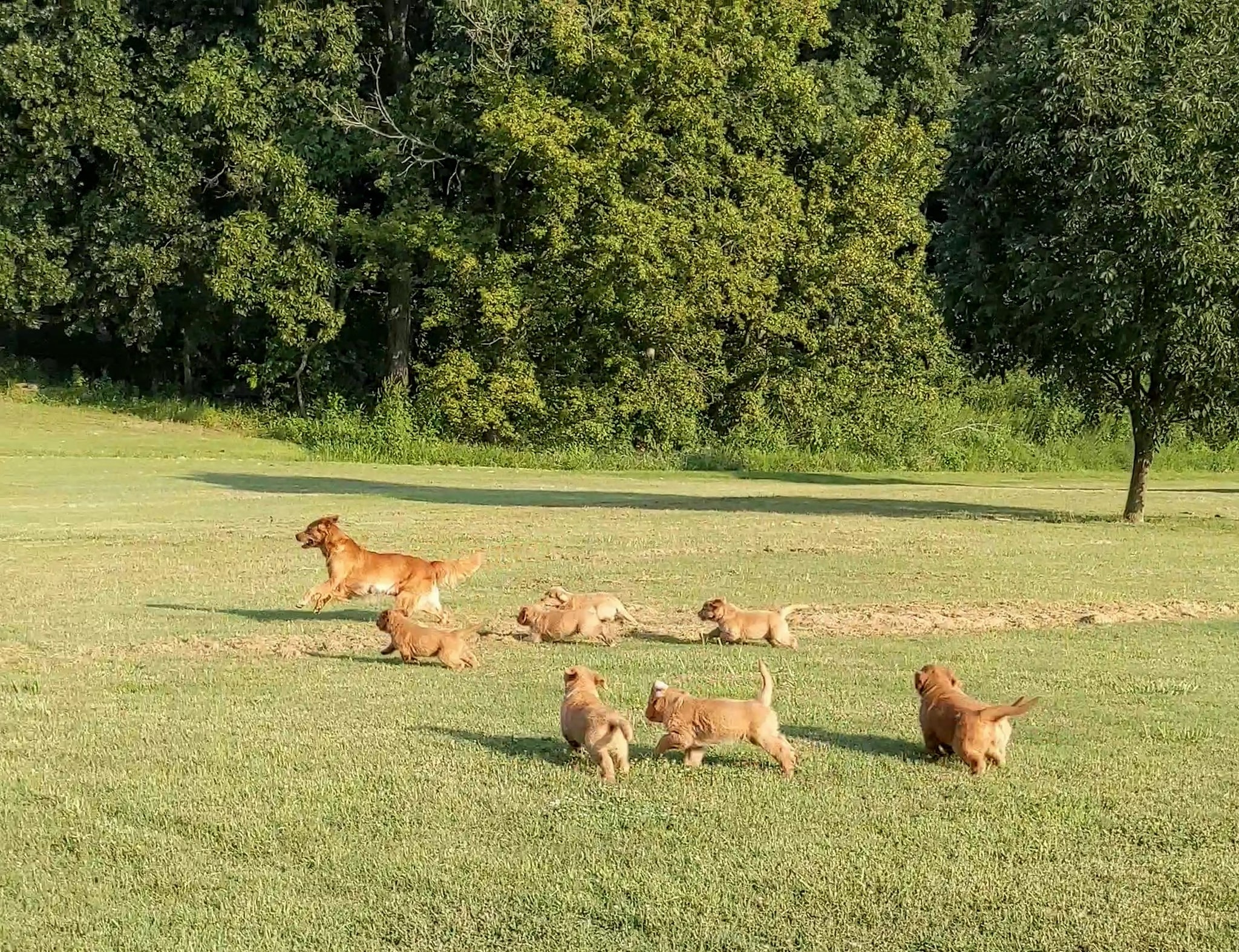 A golden retriever and her puppies romping in a field.