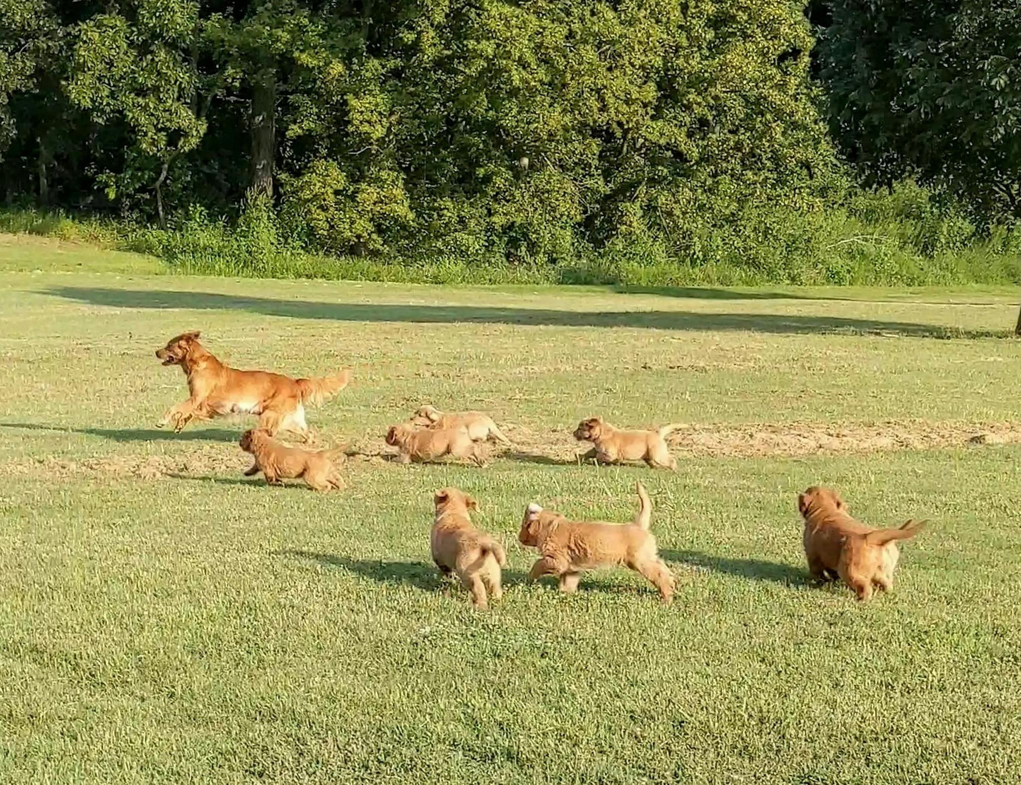 A golden retriever and her puppies romping in a field.