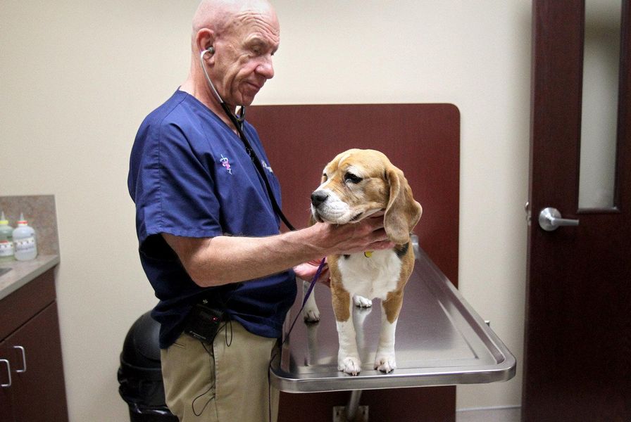 Dr. Hutchison using a stethoscope on a dog