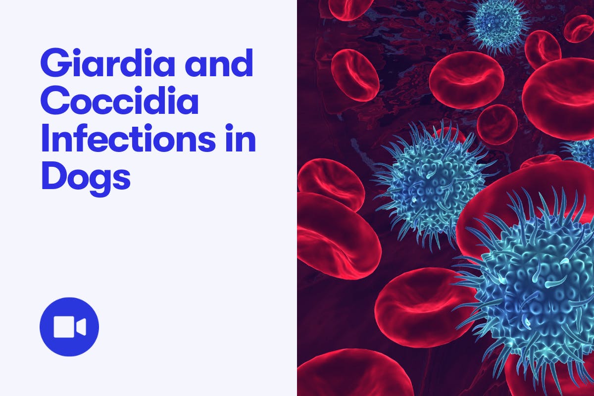 How Do Puppies Get Coccidia