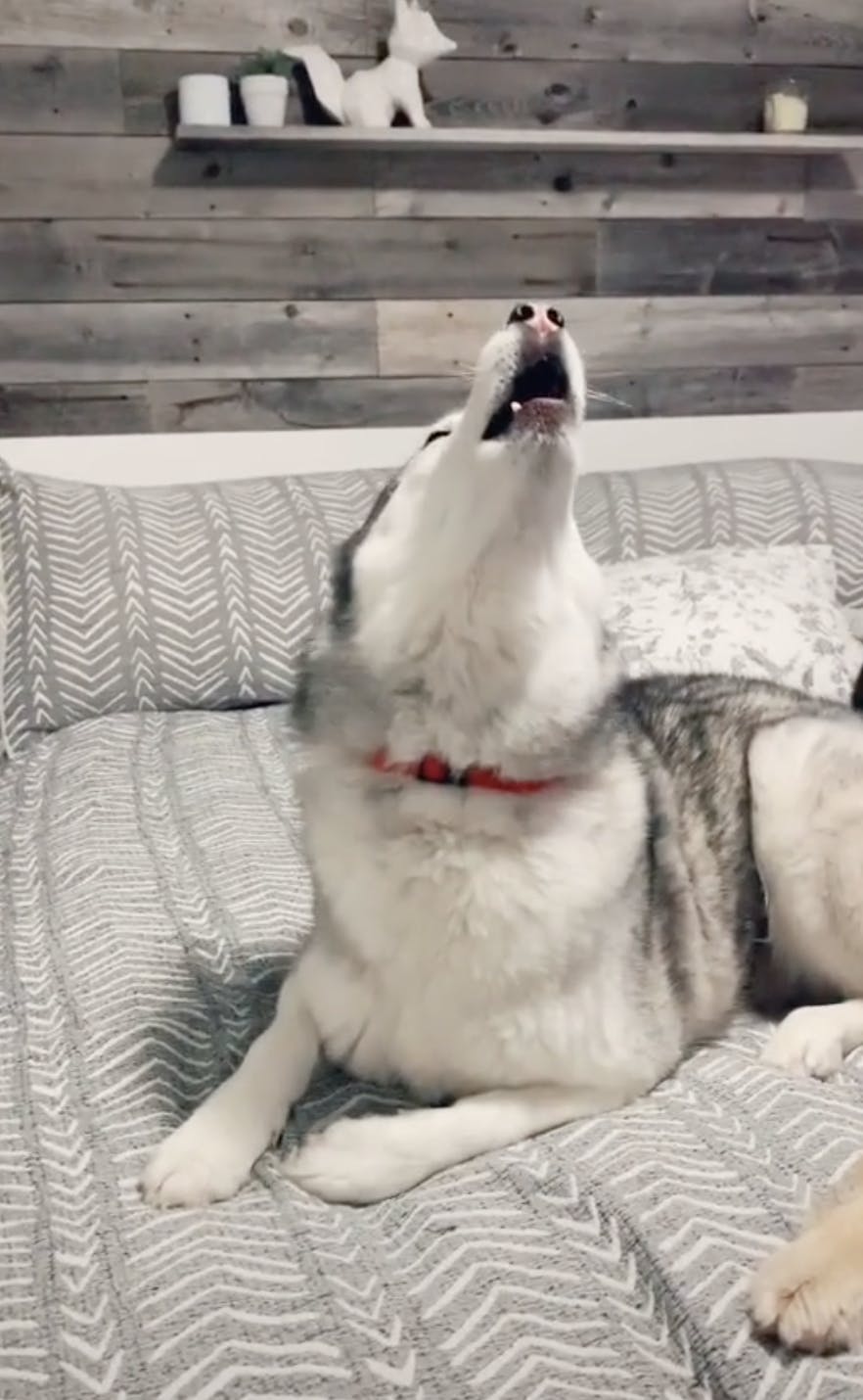 Husky vocalizing