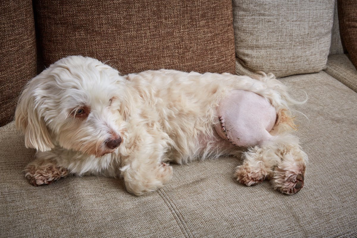 A dog recovering from a medical procedure