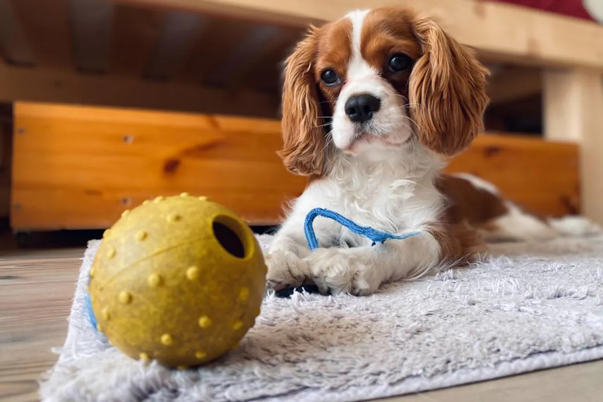 Small puppy staring longingly at toy on carpet