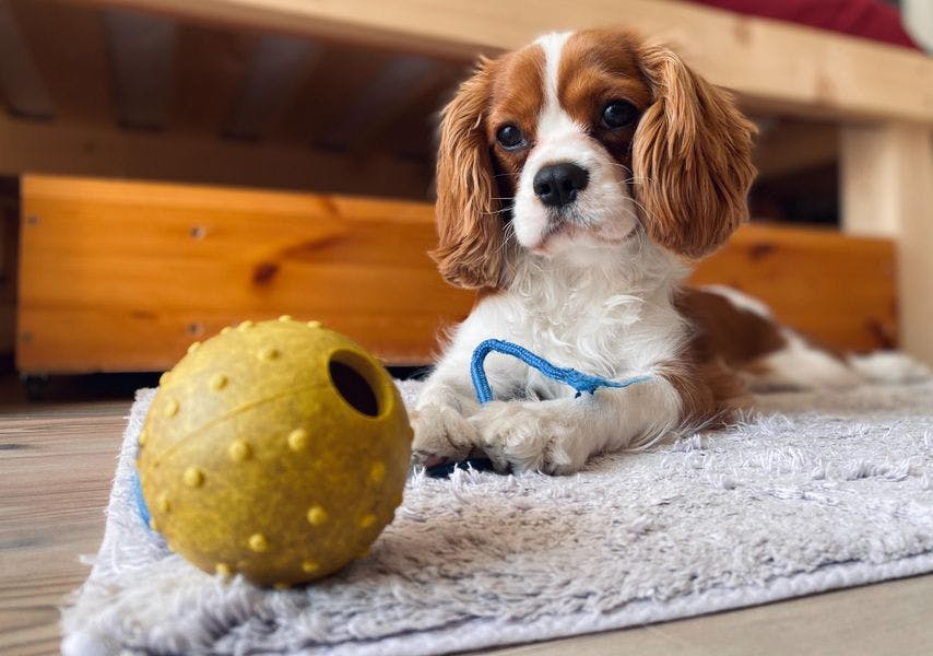Small puppy staring longingly at toy on carpet