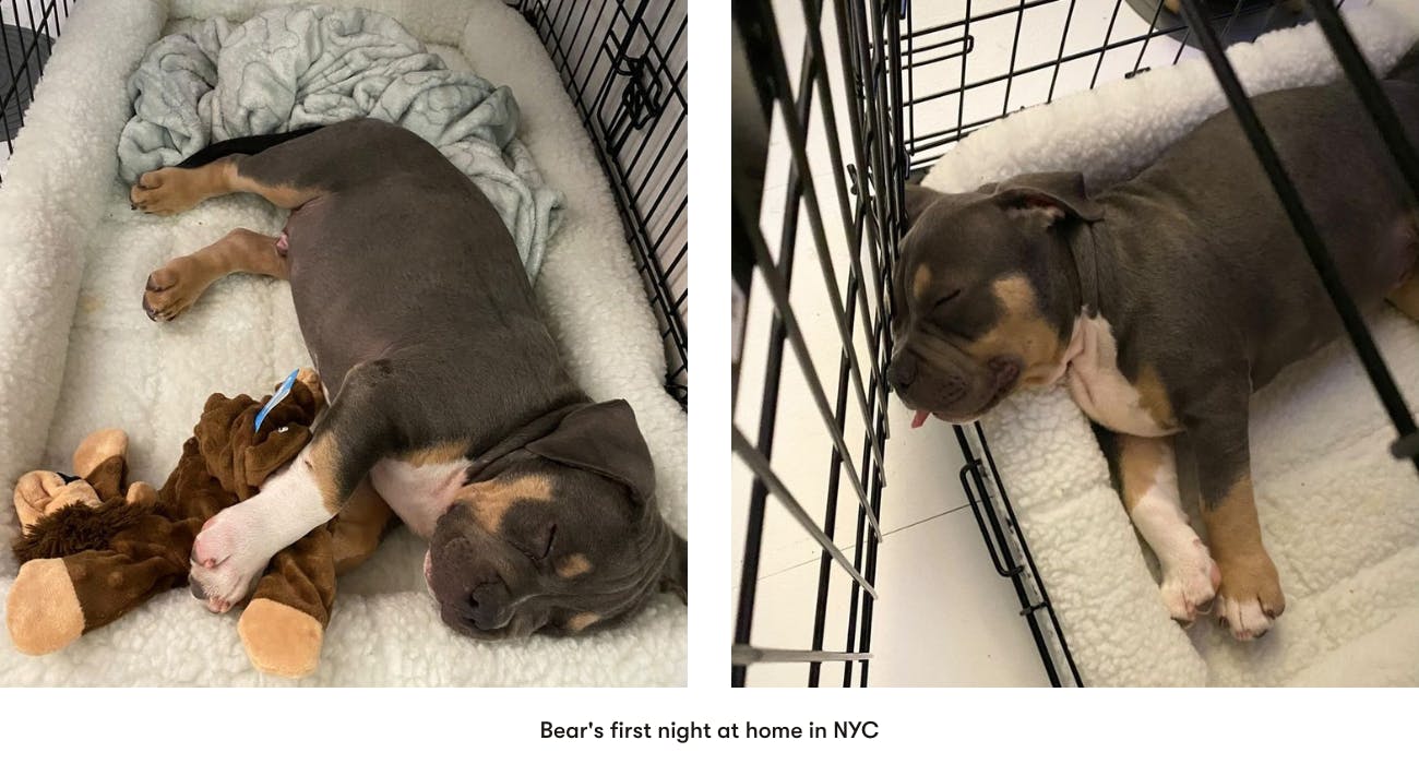 bully puppy new york city good dog