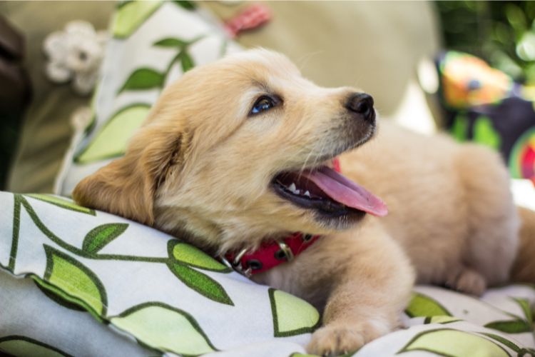 Puppy resting on a pillow