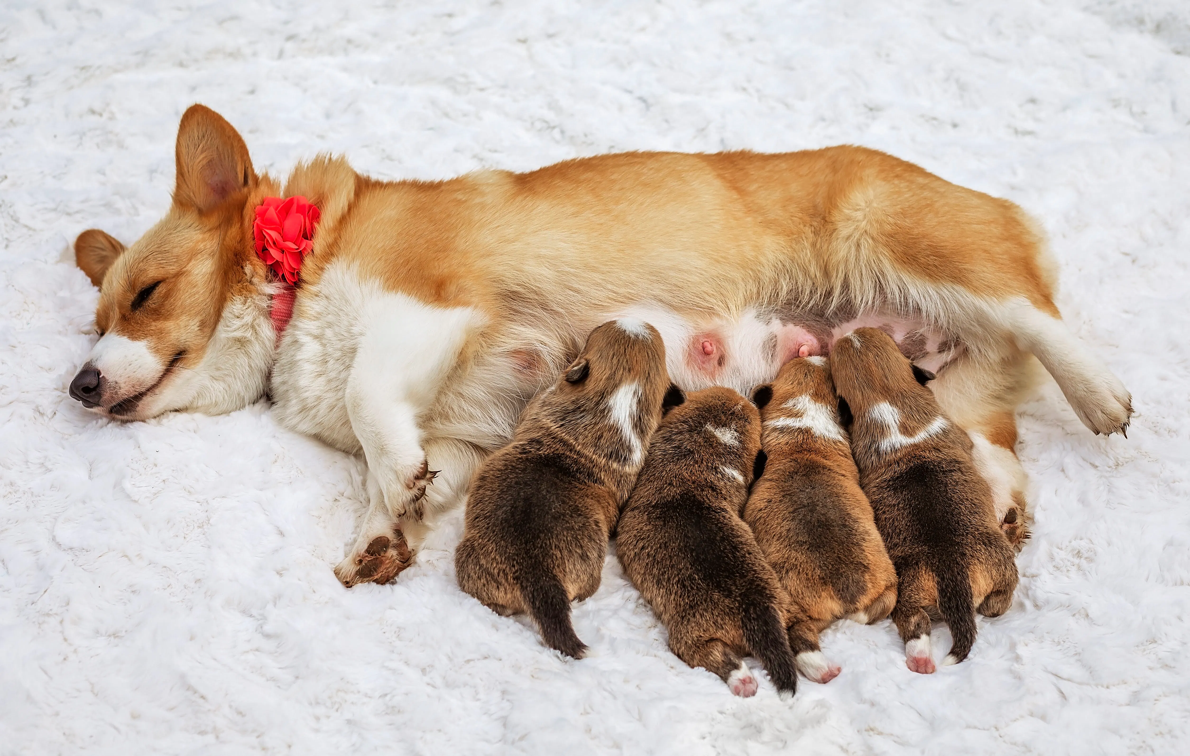 Mom and Corgi puppies.