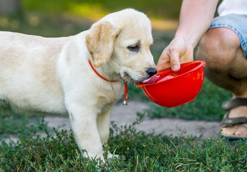 puppy drinking water from a bowl being held up for them by owner