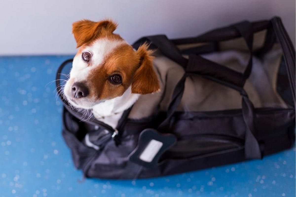 small dog sticking their head out of a pet carrier
