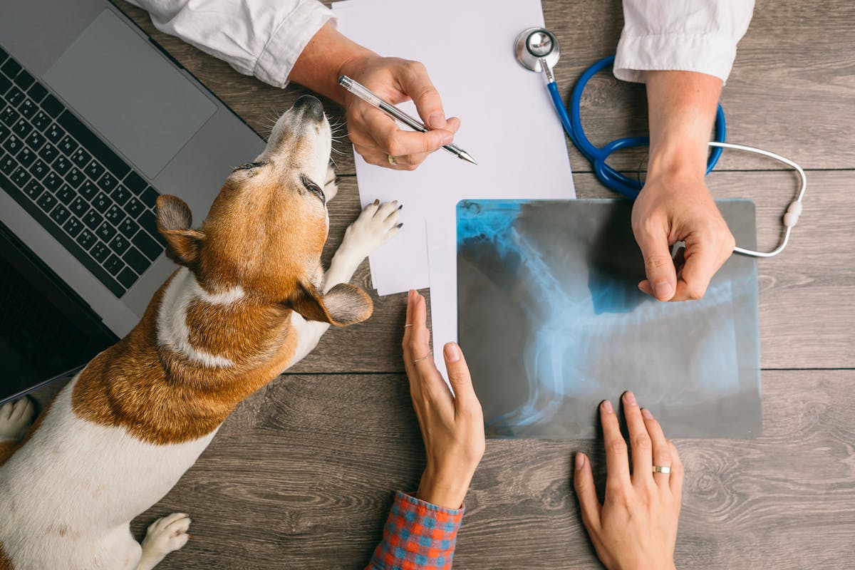 Veterinarian going over a dog's x-ray results