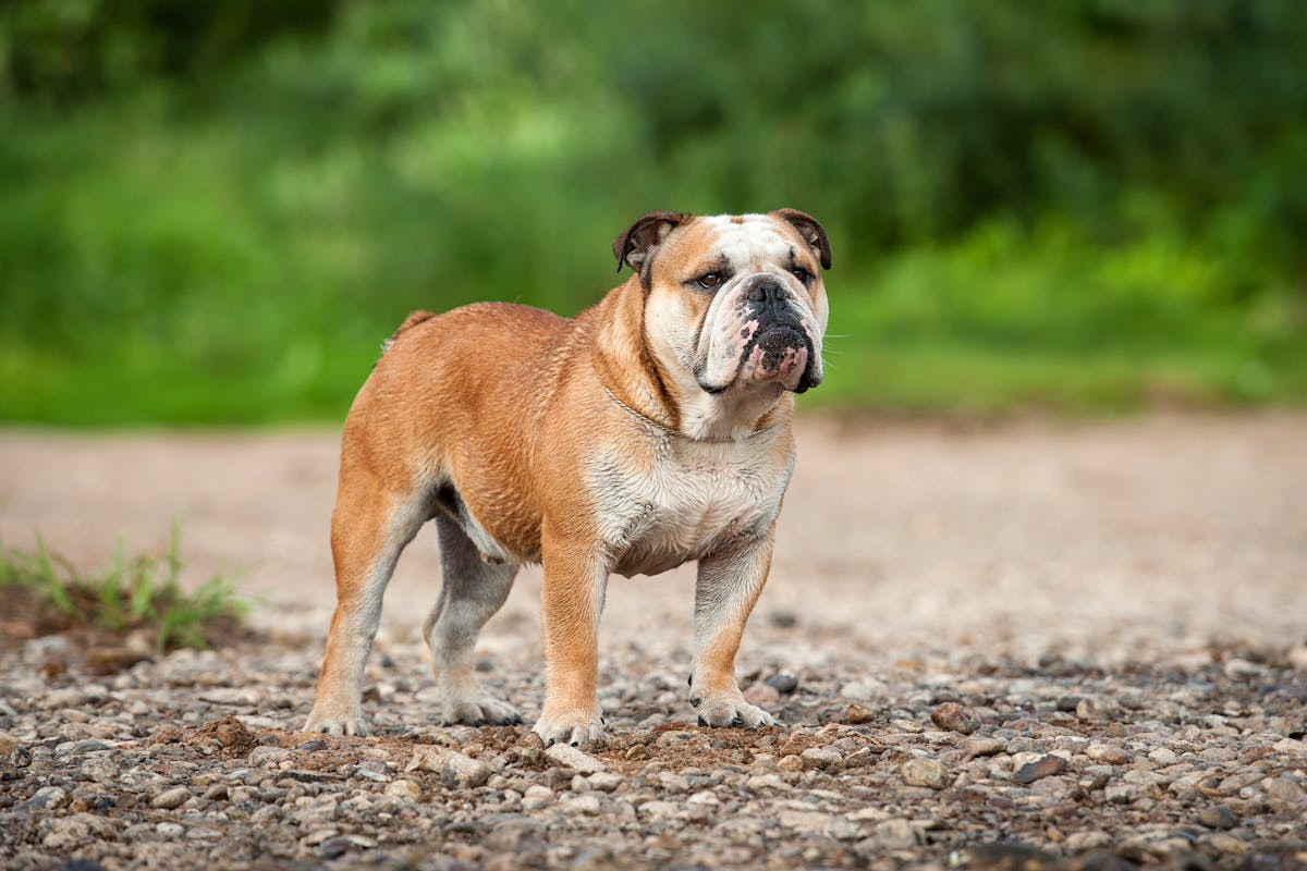 A Bulldog standing on dirt