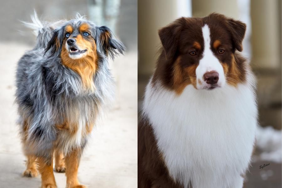 two dogs images side by side. left dog has blue eyes with gray, brown, black coat and right dog has  brown eyes with brown and white coat