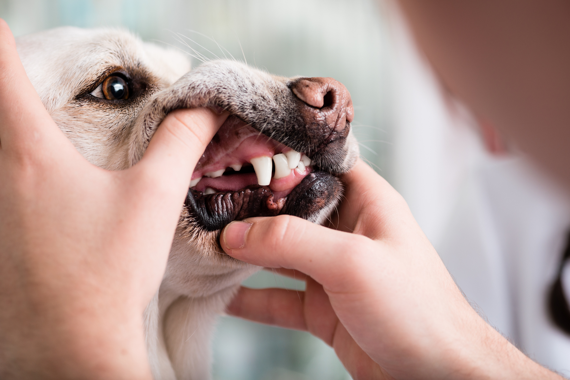 A photo of a dog's teeth being checked.