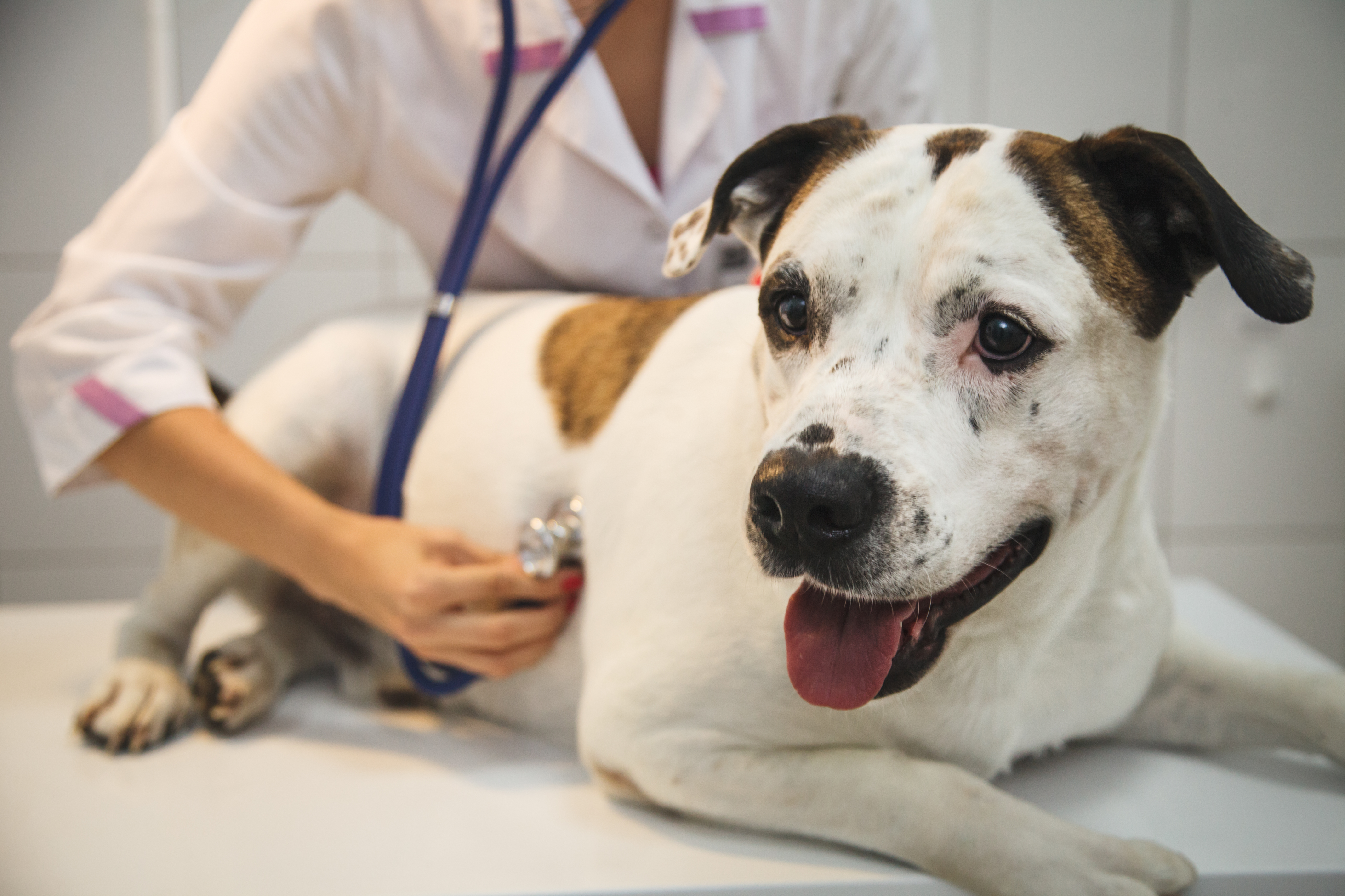 A veterinarian listening to a dog's heart