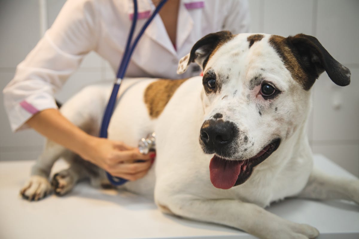 A veterinarian listening to a dog's heart