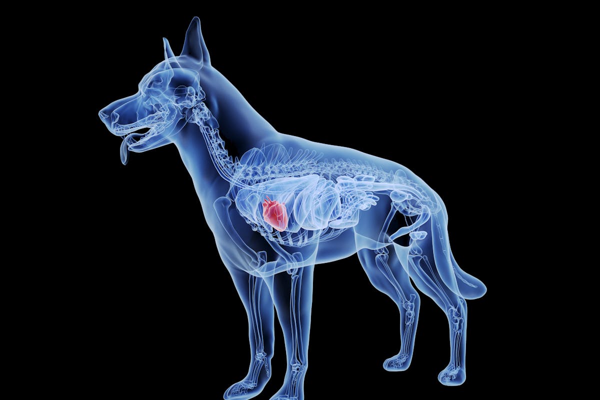 An image of a dog's heart