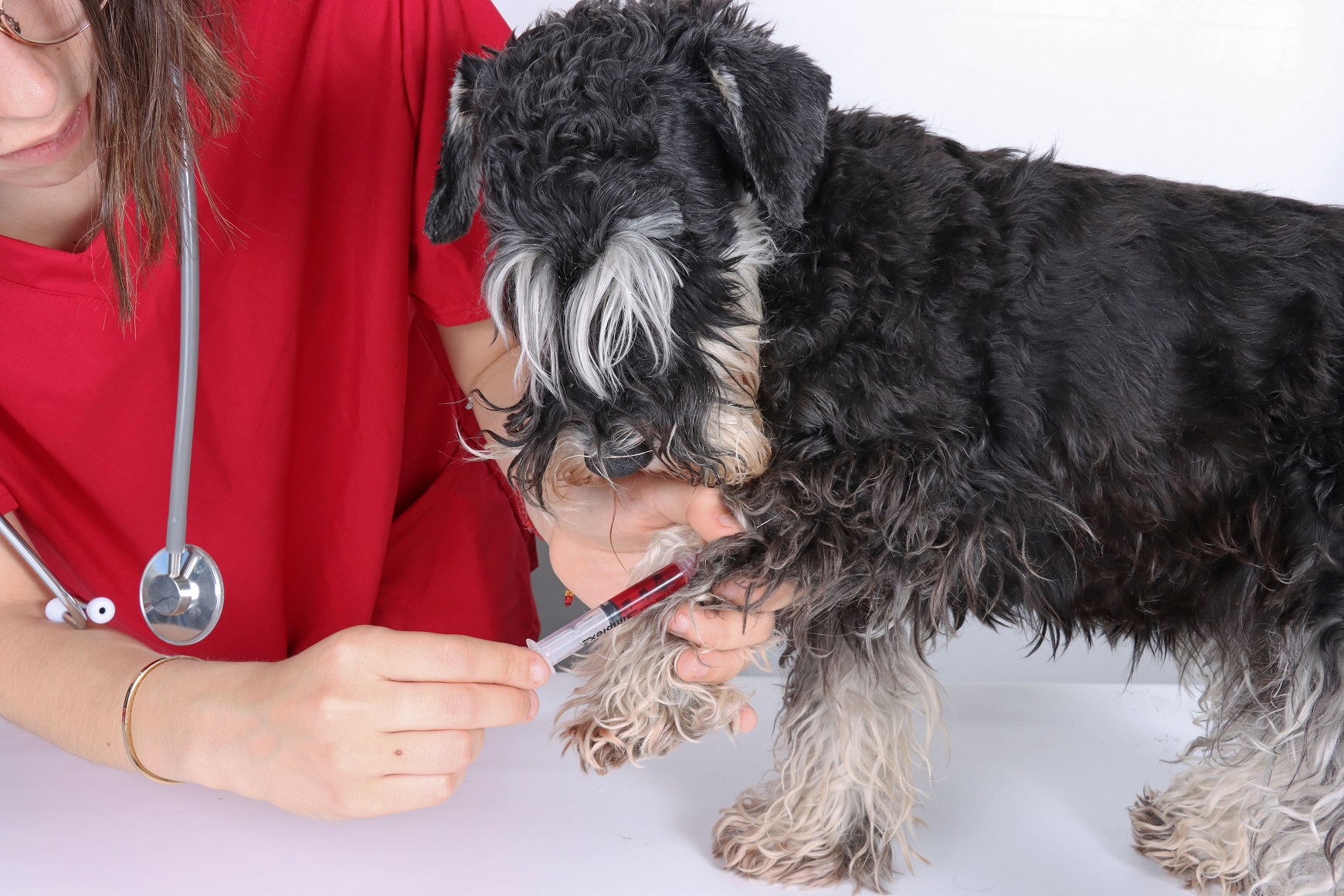A dog getting blood drawn