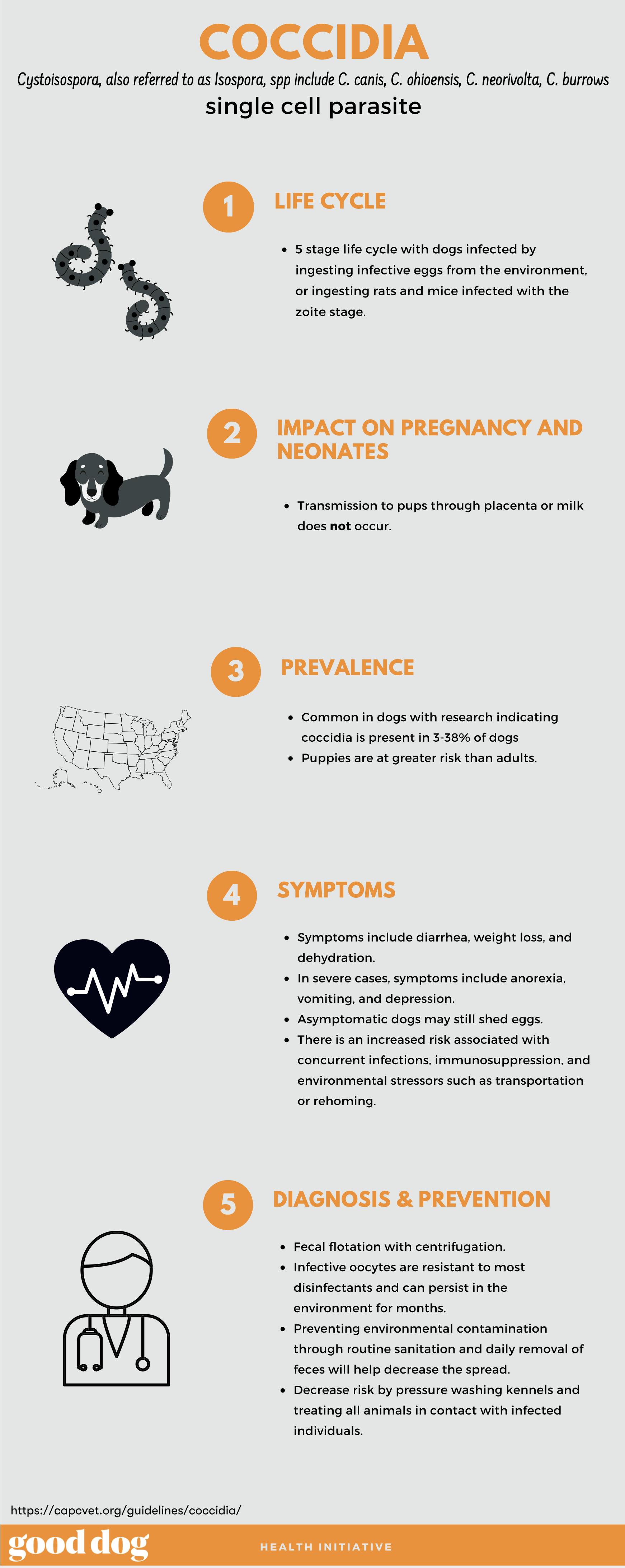 Coccidia infographic