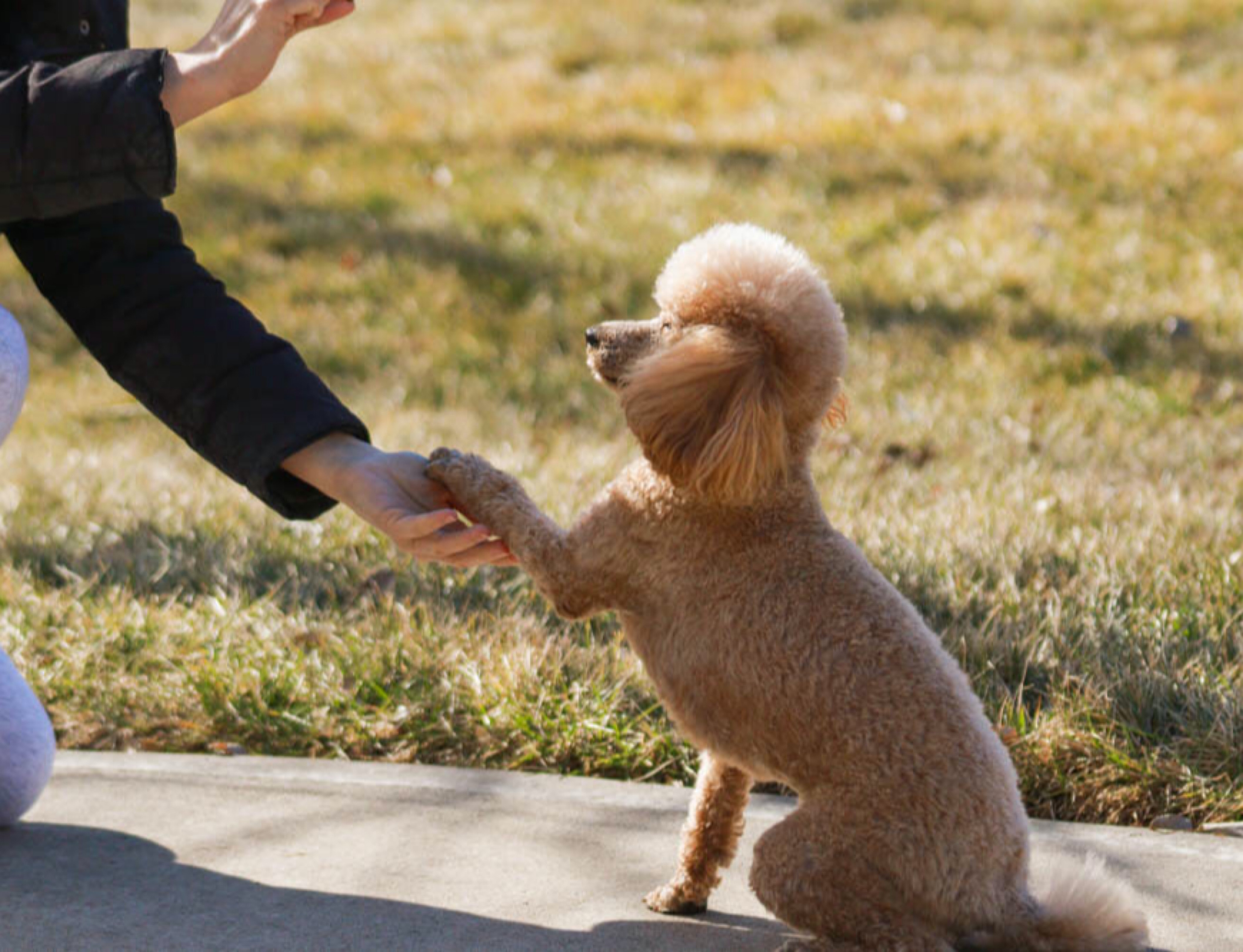 small poodle giving their paw to owner on sidewalk