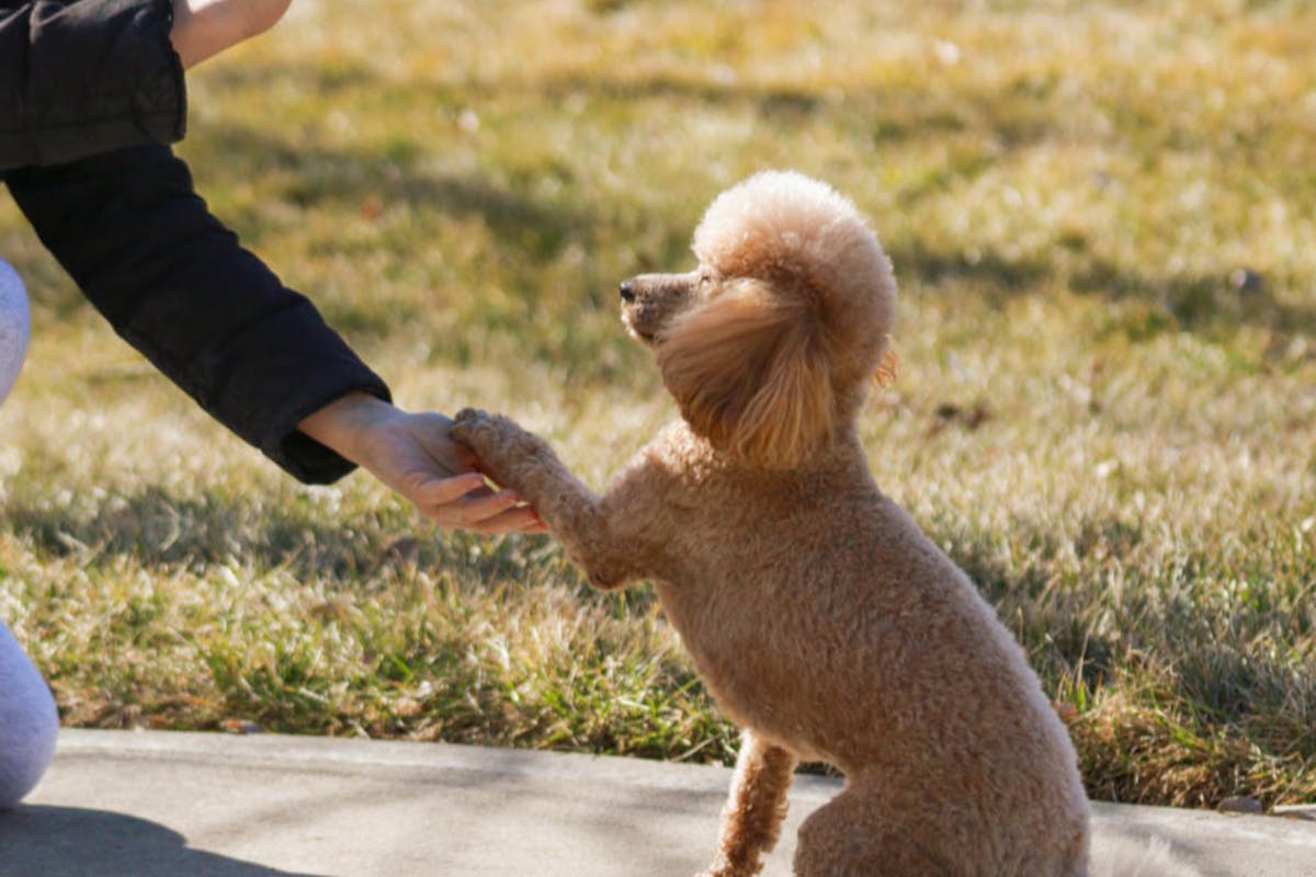 small poodle giving their paw to owner on sidewalk