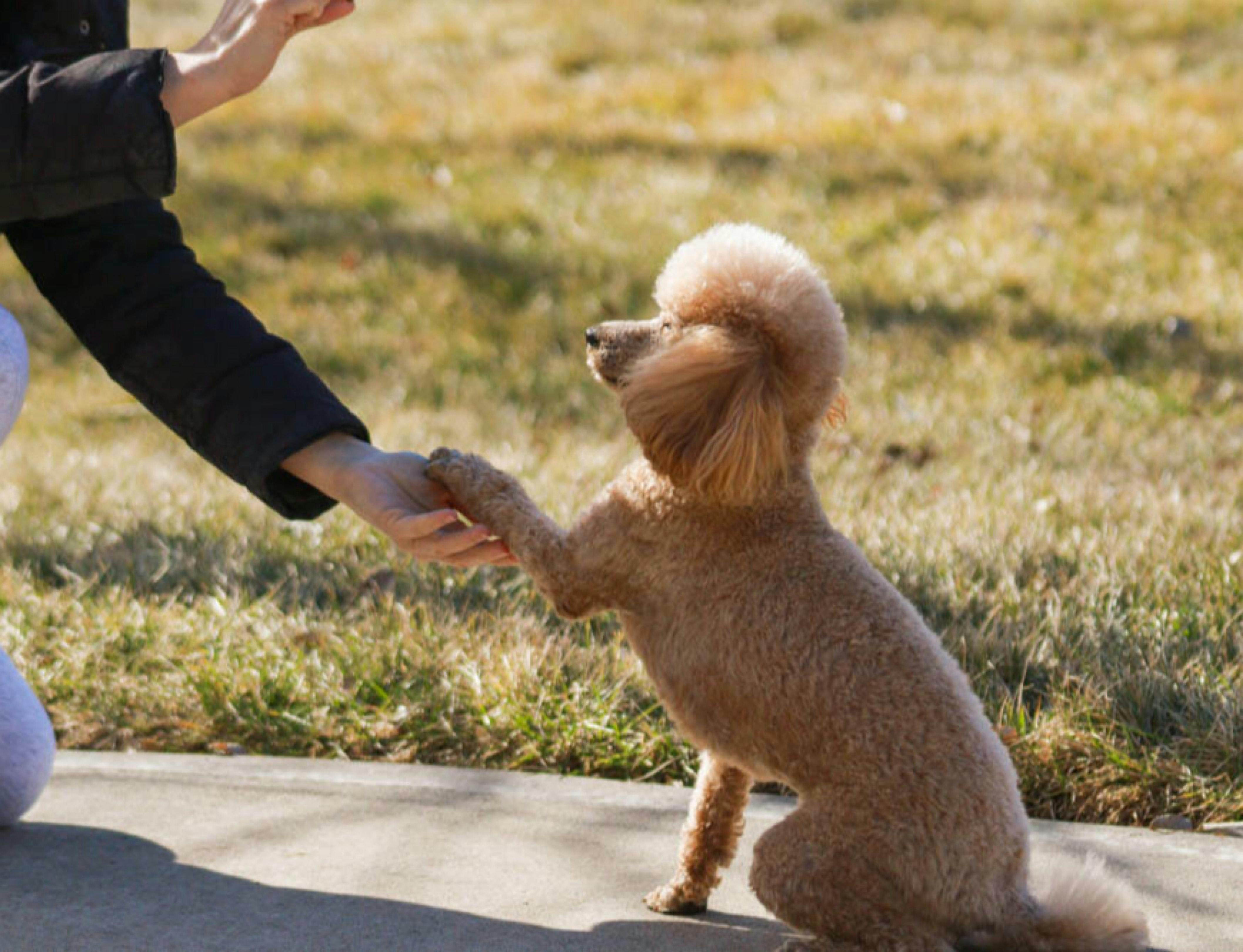 small poodle giving their paw to owner on sidewalk