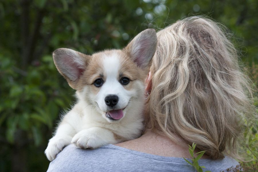 person holding corgi over shoulder